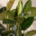 Gummibaum - Ficus elastica Robusta