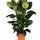 Gummibaum - Ficus elastica Robusta