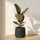 Gummibaum - Ficus elastica Tineke
