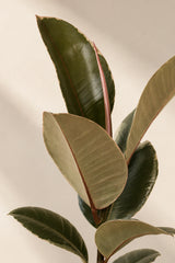 Gummibaum - Ficus elastica Tineke