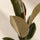Gummibaum - Ficus elastica Tineke