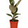 Gummibaum - Ficus elastica Tineke