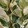 Gummibaum - Ficus elastica Tineke - Finestgreen