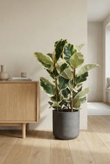 Gummibaum - Ficus elastica Tineke - Finestgreen