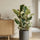 Gummibaum - Ficus elastica Tineke - Finestgreen