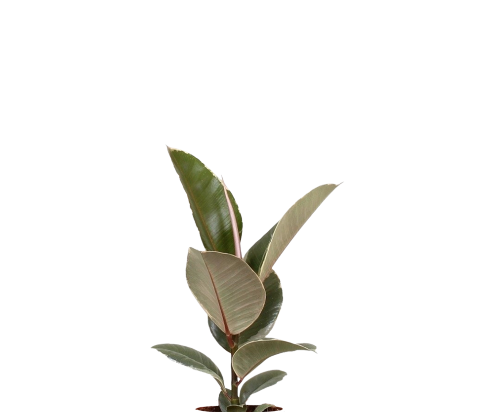 Gummibaum - Ficus elastica Tineke Ø:12 H:35 cm