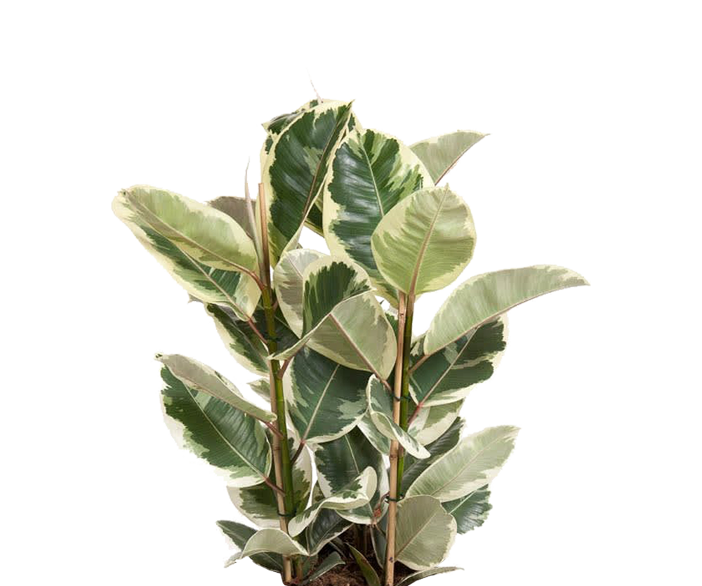 Gummibaum - Ficus elastica Tineke Ø:27 H:90 cm