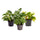 Hängepflanzen-Trio: Efeutute (Epipremnum aureum 'Marble Queen'), Monstera Obliqua und Philodendron Brasil (Philodendron hederaceum 'Brasil') im Kulturtopf Ø 12 cm – freigestellt