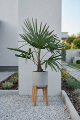 Hanfpalme - Trachycarpus fortunei - Finestgreen