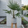 Hanfpalme - Trachycarpus fortunei - Finestgreen