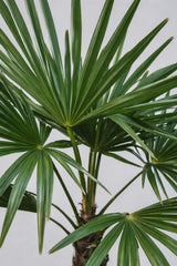 Hanfpalme - Trachycarpus fortunei - Finestgreen