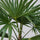 Hanfpalme - Trachycarpus fortunei - Finestgreen