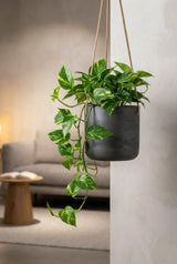 Hanging Charlie Schwarz by Pottery Pots, a sleek black plant hanger displaying vibrant greenery. || Abgebildete Größe: S