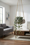 Hanging Eileen Grau