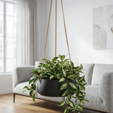 Hanging Eileen Schwarz Finestgreen 