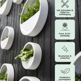 Hanging Wally Matt Weiß