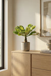 Hawaii Palme – Brighamia insignis