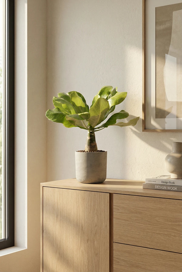 Hawaii Palme – Brighamia insignis