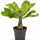 Hawaii Palme – Brighamia insignis Ø:12 H:40 cm freigestellt Finestgreen 