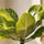 Hawaii Palme – Brighamia insignis Ø:12 H:40 cm nahaufnahme Finestgreen 