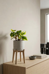 Philodendron Brasil kaufen — Herzblatt-Philodendron mit gelb-grünen Streifenblättern, 15 cm