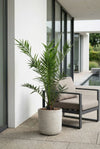 Kanarische Dattelpalme – Phoenix canariensis