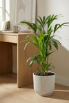 Kentia Palme