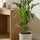 Kentia Palme - Finestgreen