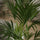 Kentia Palme Howea forsteriana — imposante Zimmerpflanze mit eleganten Fiederblättern