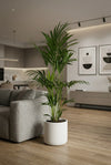Kentia Palme