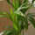 Kentia Palme - Finestgreen
