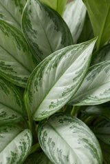 Kolbenfaden - Aglaonema Silver Bay - Finestgreen
