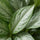 Kolbenfaden - Aglaonema Silver Bay - Finestgreen