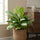 Kolbenfaden - Aglaonema Silver Bay - Finestgreen