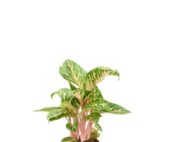 Konfigurator