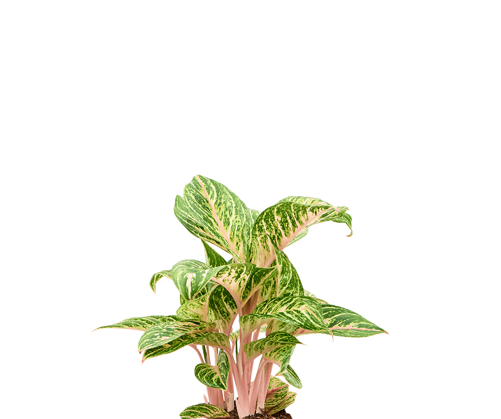 Kolbenfaden - Aglaonema Coco Melon Ø:19 H:60 cm