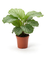 Korbmarante (Calathea orbifolia) im Kulturtopf Ø 14 cm, ca. 45 cm hoch – freigestellt