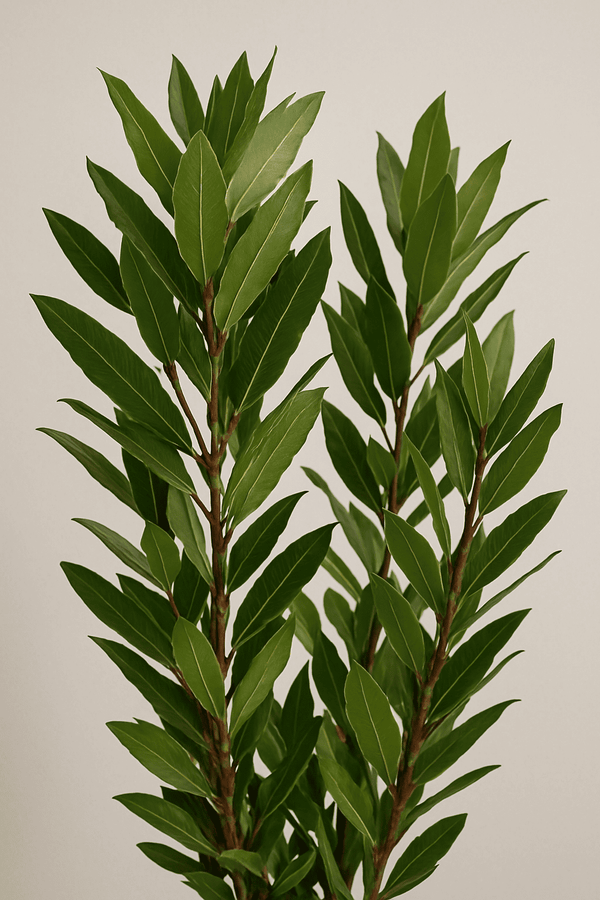 Laurus Nobilis - Echter Lorbeer Ø:21 H:100-120 cm