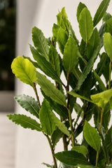 Laurus Nobilis - Echter Lorbeer