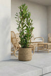 Laurus Nobilis - Echter Lorbeer