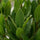 Laurus Nobilis - Echter Lorbeer auf Stamm - Finestgreen