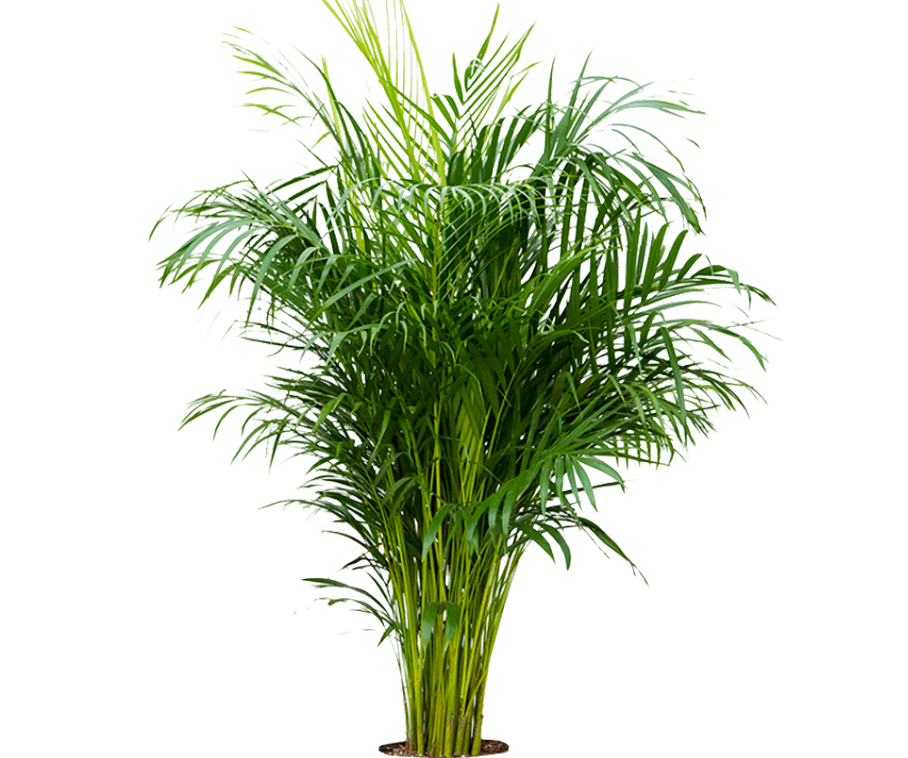 Areca - Goldfruchtpalme Ø:27 H:160 cm