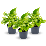 Scindapsus Marble Queen 3er Set