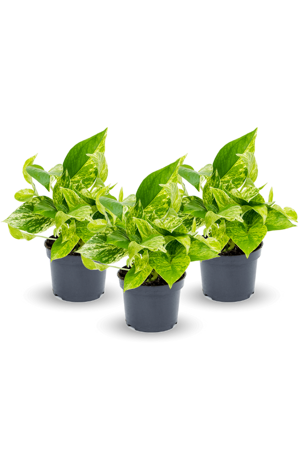 Marble Queen 3er Set