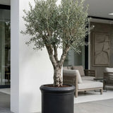 Max Classic Schwarz - Finestgreen