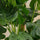 Monstera Deliciosa mit Moosstab - Finestgreen