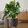 Monstera Deliciosa mit Moosstab - Finestgreen