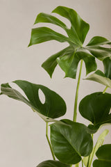 Monstera deliciosa Nahaufnahme — tropische Blätter mit natürlichen Schlitzen