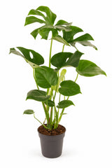 Monstera deliciosa Zimmerpflanze — grüner Eyecatcher für helle Wohnräume