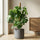 Monstera Deliciosa mit Moosstab - Finestgreen